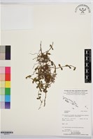 登錄號:BS07513藏品圖，第1張