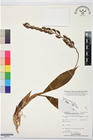 登錄號:BS07514藏品圖，第1張