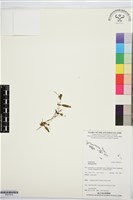 登錄號:BS07516藏品圖，第1張