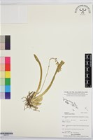 登錄號:BS07517藏品圖，第1張