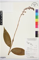 登錄號:BS07518藏品圖，第1張