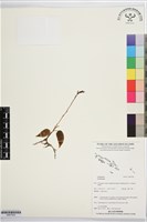 登錄號:BS07520藏品圖，第1張