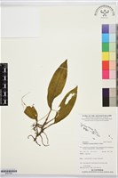 登錄號:BS07522藏品圖，第1張