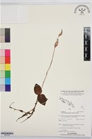 登錄號:BS07523藏品圖，第1張