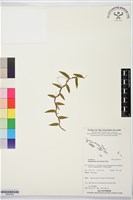 登錄號:BS07524藏品圖，第1張