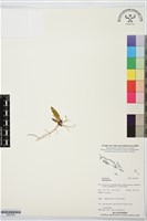 登錄號:BS07525藏品圖，第1張