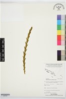 登錄號:BS07526藏品圖，第1張