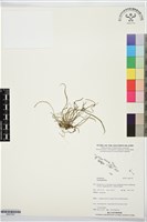 登錄號:BS07527藏品圖，第1張