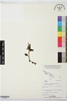 登錄號:BS07528藏品圖，第1張