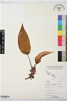 登錄號:BS07529藏品圖，第1張