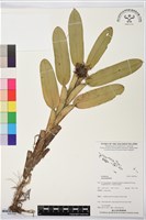 登錄號:BS07530藏品圖，第1張