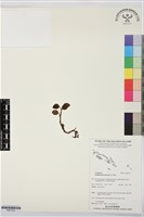 登錄號:BS07532藏品圖，第1張