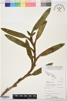 登錄號:BS07533藏品圖，第1張