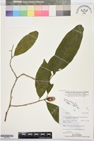 登錄號:BS07534藏品圖，第1張