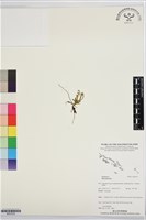 登錄號:BS07535藏品圖，第1張