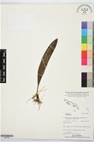 登錄號:BS07536藏品圖，第1張