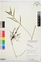 登錄號:BS07537藏品圖，第1張