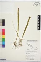 登錄號:BS07538藏品圖，第1張