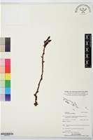 肉果蘭藏品圖，第1張