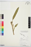 登錄號:BS07541藏品圖，第1張