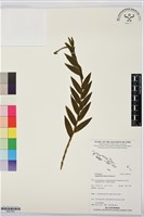 登錄號:BS07542藏品圖，第1張