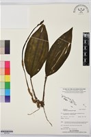 登錄號:BS07544藏品圖，第1張