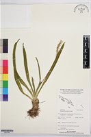 登錄號:BS07545藏品圖，第1張