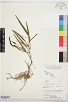 登錄號:BS07546藏品圖，第1張