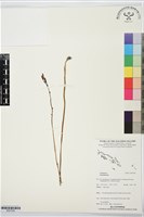 登錄號:BS07548藏品圖，第1張