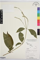 登錄號:BS07549藏品圖，第1張