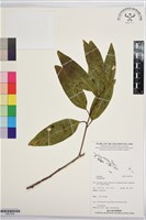 登錄號:BS07550藏品圖，第1張