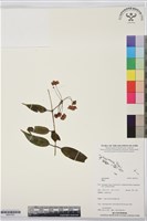 登錄號:BS07551藏品圖，第1張