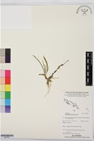 登錄號:BS07552藏品圖，第1張