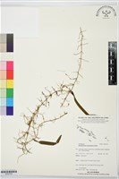 登錄號:BS07553藏品圖，第1張