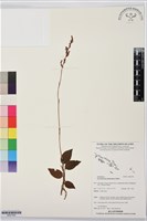 登錄號:BS07554藏品圖，第1張