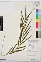 登錄號:BS07555藏品圖，第1張