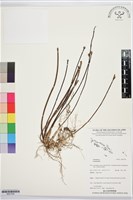 登錄號:BS07556藏品圖，第1張