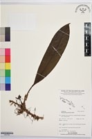 登錄號:BS07558藏品圖，第1張