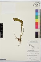 登錄號:BS07559藏品圖，第1張