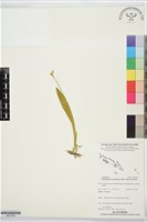 登錄號:BS07560藏品圖，第1張