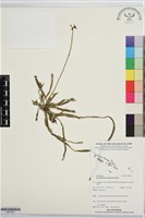 登錄號:BS07561藏品圖，第1張