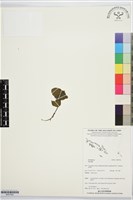 登錄號:BS07562藏品圖，第1張