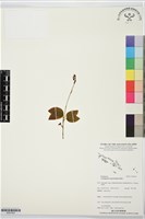 登錄號:BS07563藏品圖，第1張