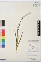 登錄號:BS07564藏品圖，第1張