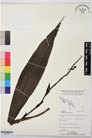 登錄號:BS07565藏品圖，第1張