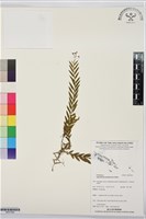 登錄號:BS07566藏品圖，第1張