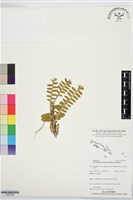 登錄號:BS07568藏品圖，第1張