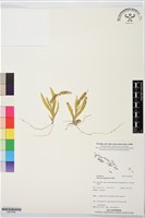 登錄號:BS07569藏品圖，第1張