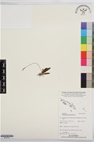 登錄號:BS07570藏品圖，第1張