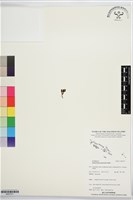 登錄號:BS07571藏品圖，第1張